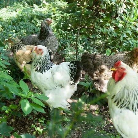 Bos * Putten