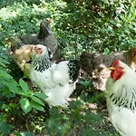 Bos * Putten